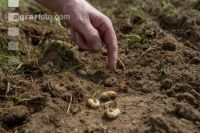 Grub on grassland 28