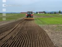 Grub on grassland 46