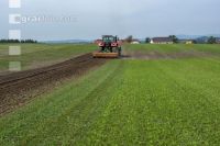Grub on grassland 45