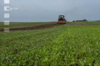 Grub on grassland 44