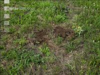 Grub on grassland 18