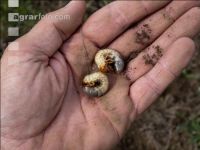 Grub on grassland 17