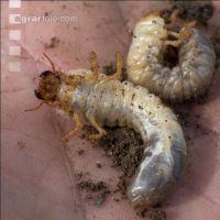 Grub on grassland 16