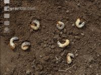 Grub on grassland 15