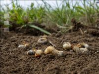 Grub on grassland 14