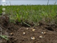 Grub on grassland 13