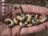 Grub on grassland 12