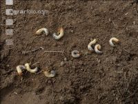 Grub on grassland 11