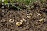 Grub on grassland 10