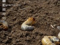 Grub on grassland 9