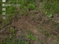 Grub on grassland 8