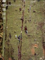 Fir bark-beetle 3