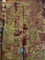 Fir bark-beetle 4