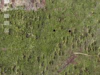 Fir bark-beetle 7