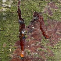 Fir bark-beetle 8