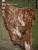 Fir bark-beetle 9