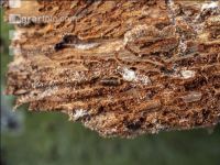 Fir bark-beetle 10