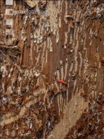 Fir bark-beetle 11