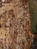 Fir bark-beetle 12