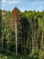 Fir bark-beetle 1