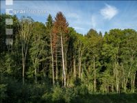 Fir bark-beetle 5
