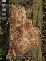 Fir bark-beetle 13