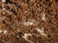 Fir bark-beetle 15