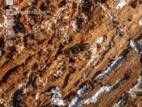 Fir bark-beetle 16