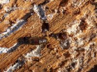 Fir bark-beetle 17