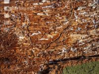 Fir bark-beetle 18
