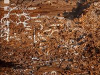 Fir bark-beetle 19