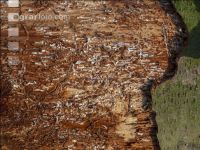 Fir bark-beetle 20