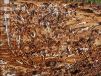 Fir bark-beetle 21