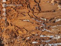 Fir bark-beetle 22