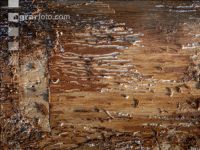 Fir bark-beetle 23