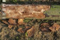 Fir bark-beetle 24