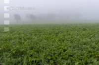 Gründüngung im Nebel 14