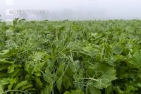 Green cover and fog 13