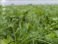 Green cover and fog 12