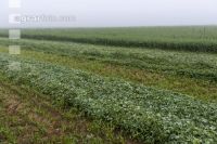 Green cover and fog 11