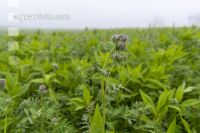 Green cover and fog 9