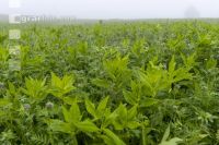 Green cover and fog 8