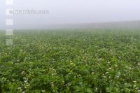 Green cover and fog 6