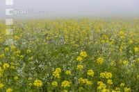 Green cover and fog 4