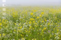 Green cover and fog 3