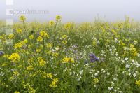 Green cover and fog 2