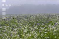 Green cover and fog 1