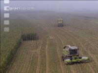 Corn silage harvest fog 30