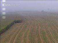Mais häckseln im Nebel 29