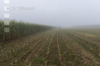 Corn silage harvest fog 27